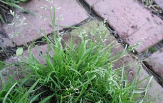 lawn weed annual blue