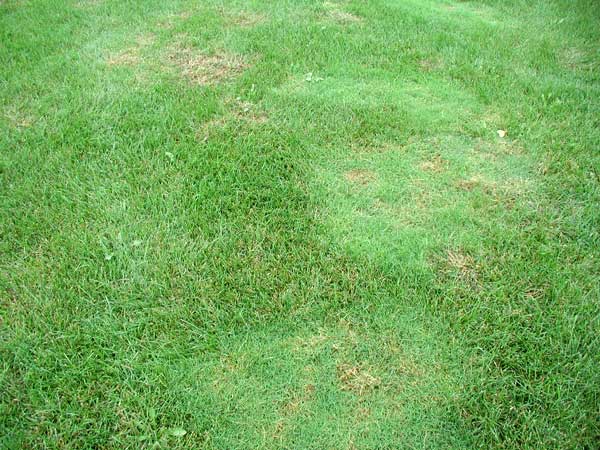 lawn weed bent grass