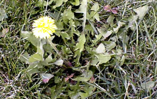 lawn weed dandelion