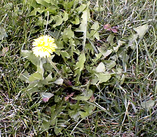 lawn weed dandelion