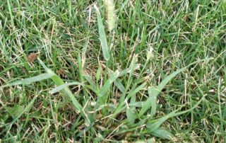 lawn weed fox tail