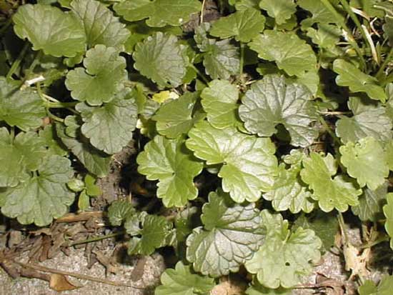 lawn weed ground ivy