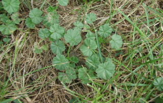 lawn weed mallow