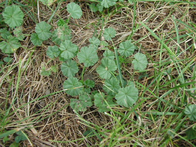 lawn weed mallow