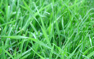 lawn weed quack grass