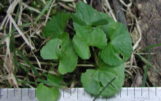 violets weed immature